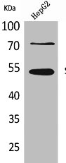 SPTLC1 antibody