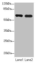 SPTLC3 Antibody