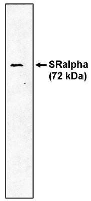 Sheep Dog SR alpha Antibody