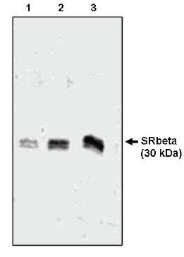 Sheep Dog SR beta Antibody