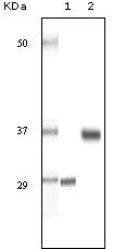 SRA Antibody