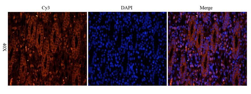 SRBP2 antibody