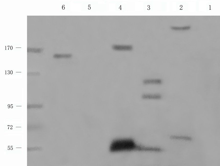 SRBP2 antibody