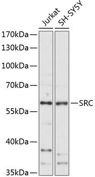 SRC antibody