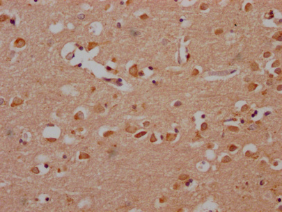 SRC Antibody
