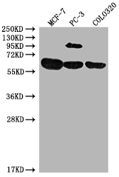 SRC Antibody