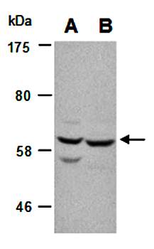 SRC (N) Antibody, Rabbit Polyclonal