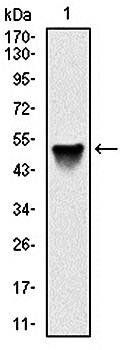 SRC Antibody