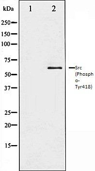 Phospho-Src (Tyr419) Antibody