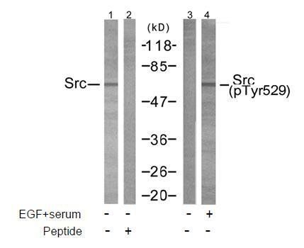 Src (Phospho-Tyr529) Antibody