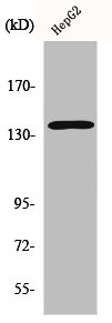 SRCIN1 antibody