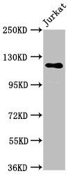 SREBF1 antibody