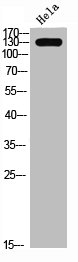 SREBF1 Antibody