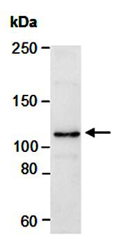 SREBP1 (N) Antibody, Rabbit Polyclonal