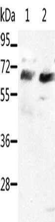 SRF antibody