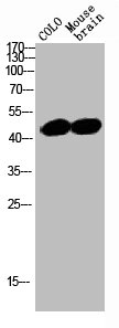 SRF Antibody