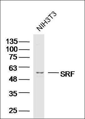 SRF antibody