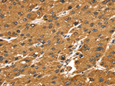 SRGAP1 Antibody