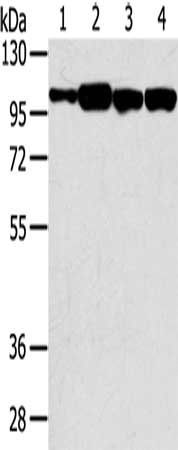 SRGAP1 Antibody