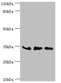 SRM antibody