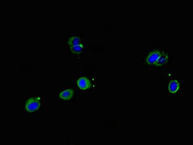 SRP19 antibody