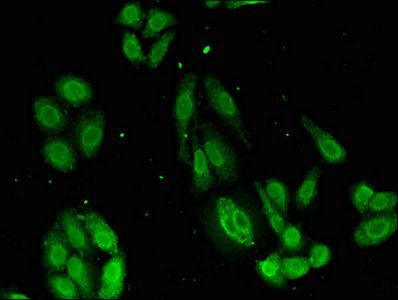 SRP54 antibody