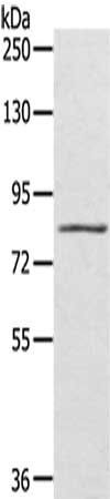 SRPK1 antibody