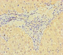 SRPK3 Antibody