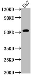 SRPX antibody