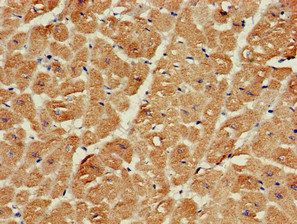 SRR Antibody