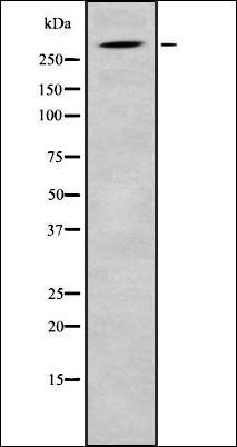 SRRM2 Antibody