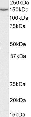 Goat anti-SRRT / ARS2 Antibody