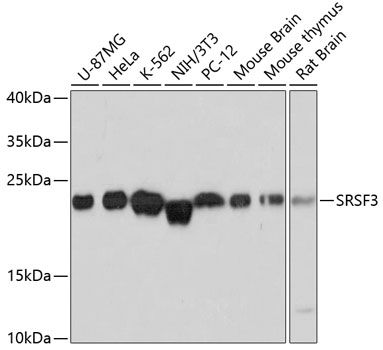 SRSF3 antibody