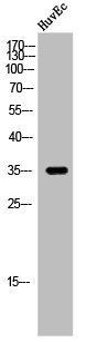 SRSF7 Antibody