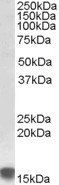 SRX1 Antibody