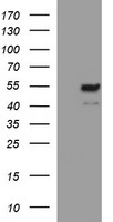 SRY Antibody