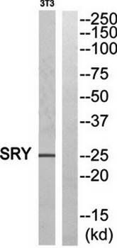 SRY Antibody