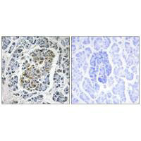 SSBP1 Antibody