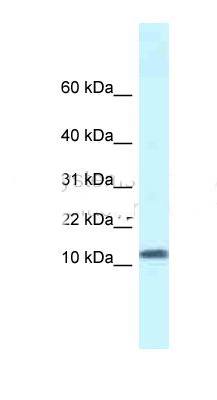 SSBP1 antibody