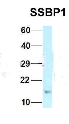 SSBP1 antibody