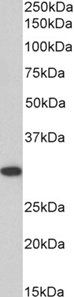 Goat anti-SSP29 / ANP32B Antibody