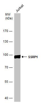 SSRP1 antibody