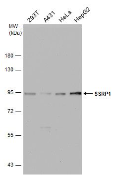 SSRP1 antibody