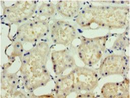 SSSCA1 antibody