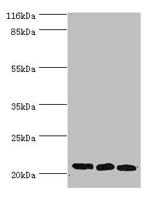 SSSCA1 Antibody