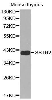 SSTR2 antibody