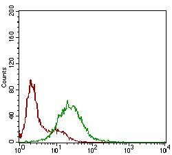 SSTR3 Antibody