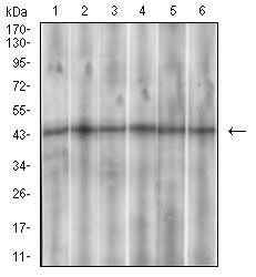 SSTR3 Antibody