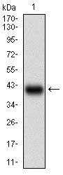 SSTR3 Antibody