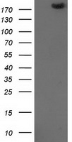 SSX2 Antibody